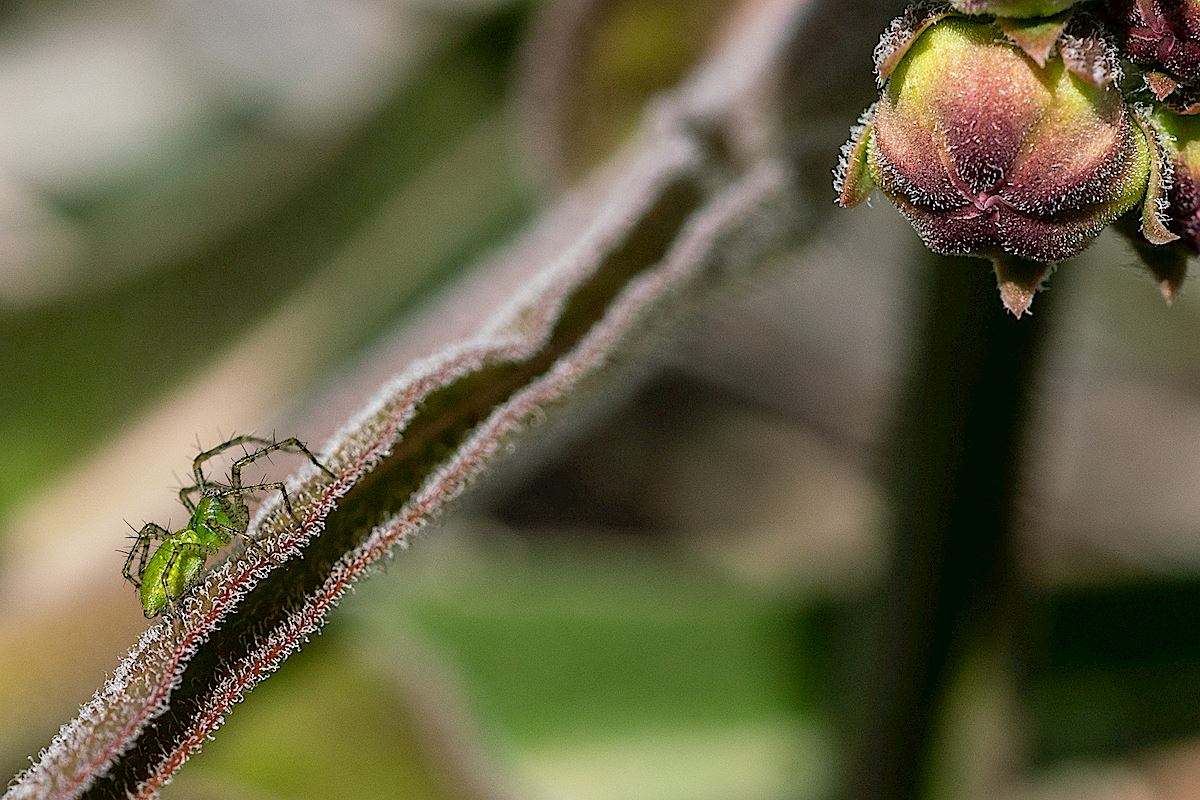 Green Lynx Spider, Oracle State Park. April 2019.